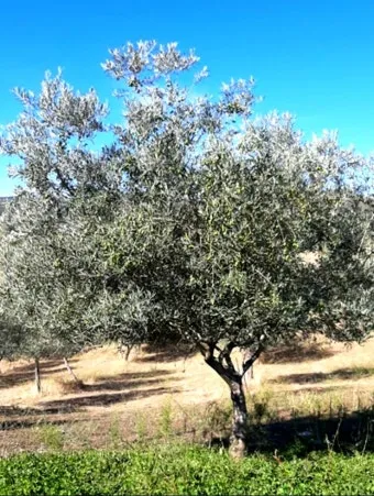 올리브 나무 키우는법 5가지 치명적 실수와 해결책 총정리를 안내_16