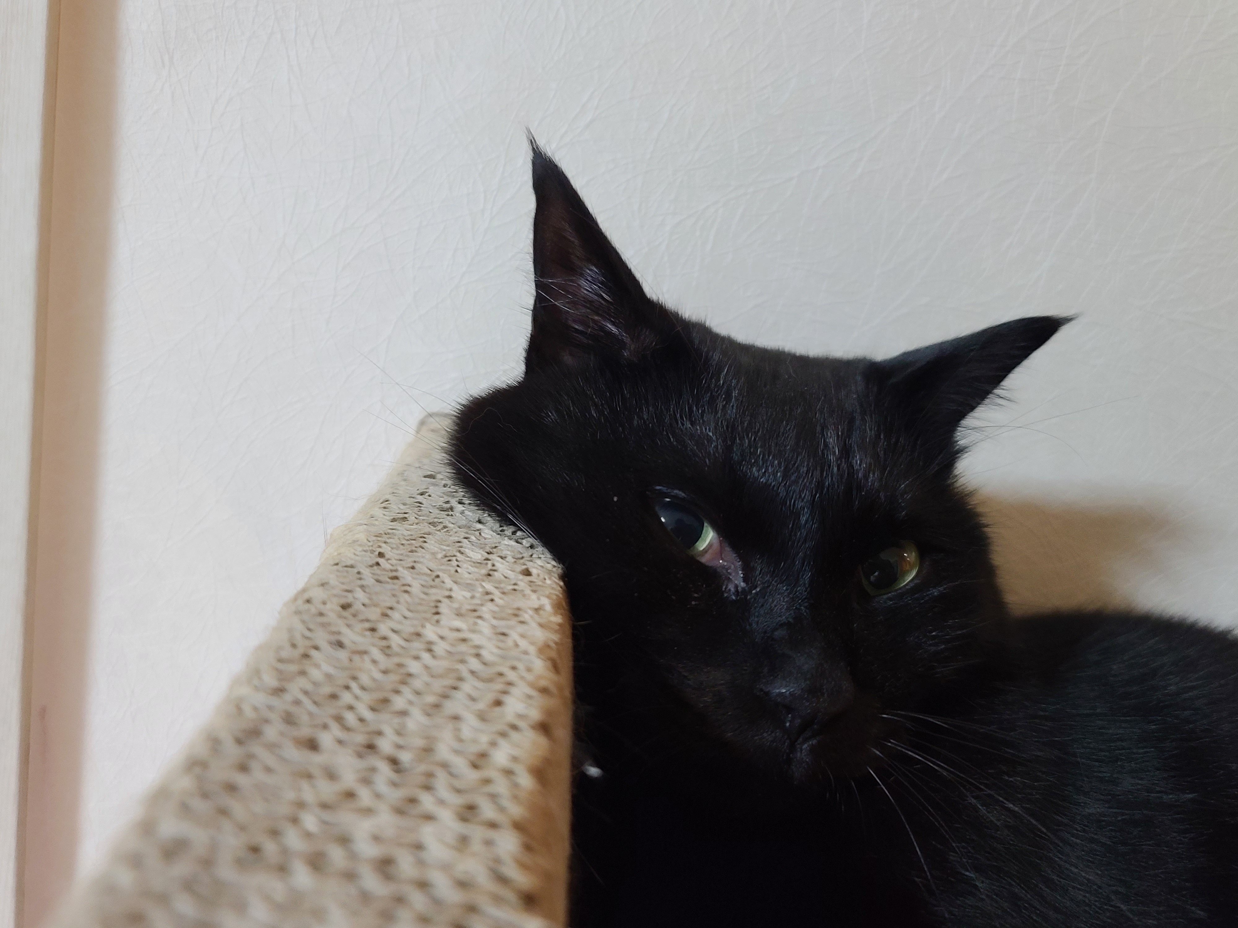 턱괴고 자는 편. 볼살 삐져나온 고양이. 스크래쳐 활용 잘 하는 고양이 건이.