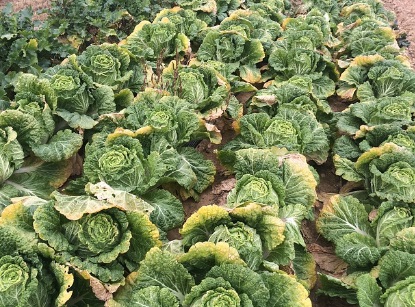 김장 시기 키트 레시피 매트 배추 : 필수 준비