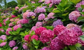 목원 목련축제(2025) 예약 및 여행코스 관련 사진