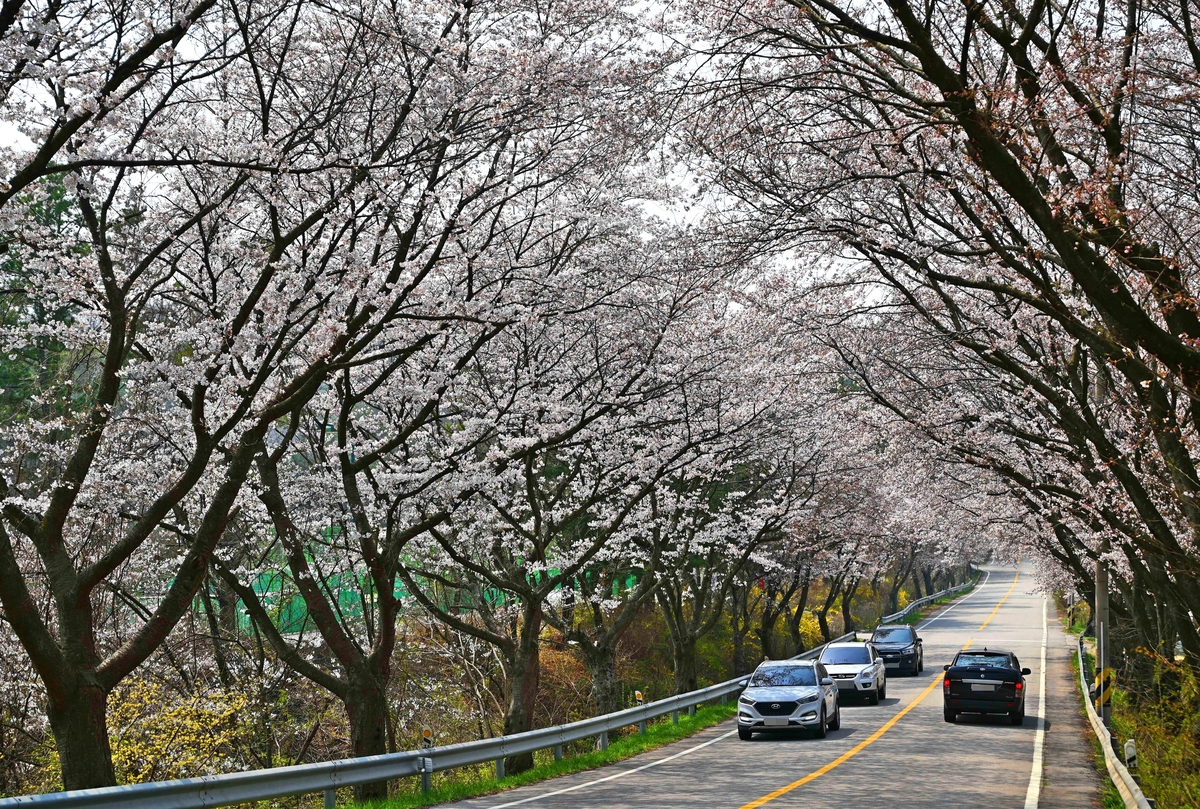 옥천-구읍-봄꽃축제