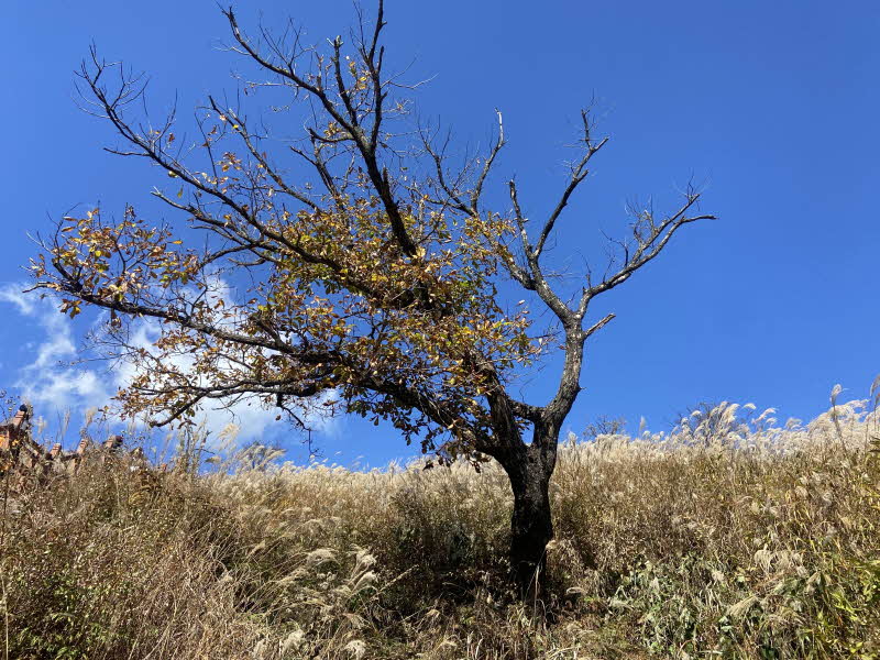 포천 명성산 등산코스 추천 억새꽃축제 방문후기. 주차장 정보