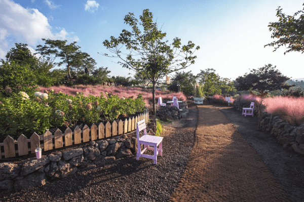 핑크뮬리 포토존 1