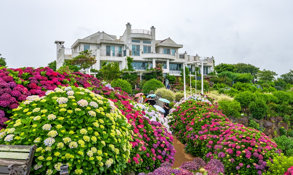제주 마노르블랑 수국축제