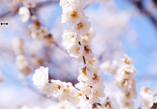 광양 매화축제 기간