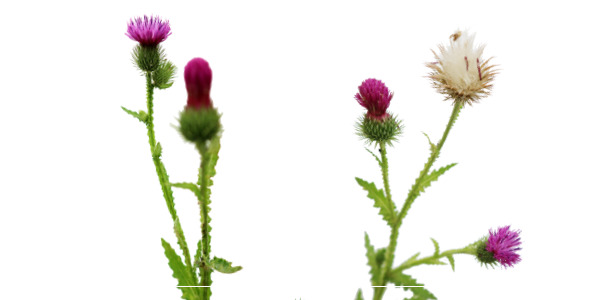 5밀크시슬 간 건강 개선 효과