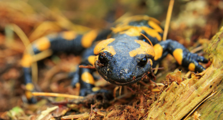 학생·직장인을 위한 양서류 반려동물