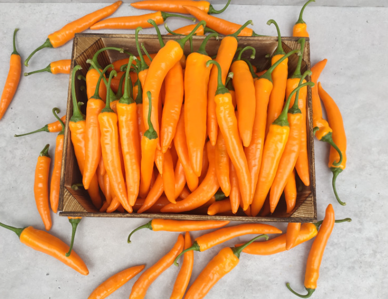 경남 진주 매운컬러 주문 방법