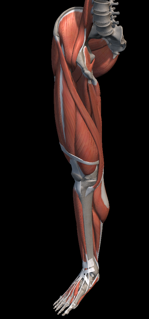 횡문근 융해증 원인