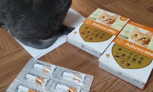 심장사상충약 복용 시기 가격 강아지 고양이 직구 부작용_3