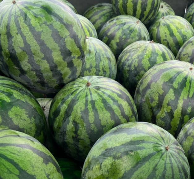 방금 수확한 6시내고향 고령 수박 여러 통