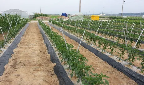 고추 재배 모종 고르기 지주 설치 시비 요령_7