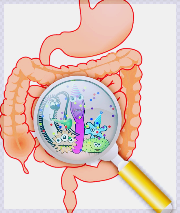 BUR17유해균-위장세균사진