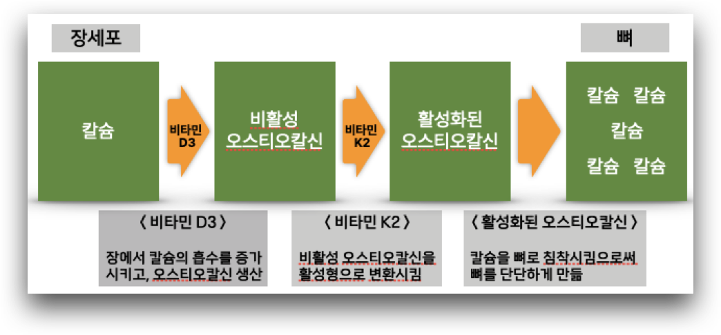 칼슘 섭취시 비타민 D3와 비타민 K2의 역할을 보여주는 그림입니다.