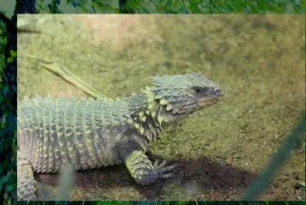 약용식물 동충하초 자연의 신비 건강 효능과 활용_28