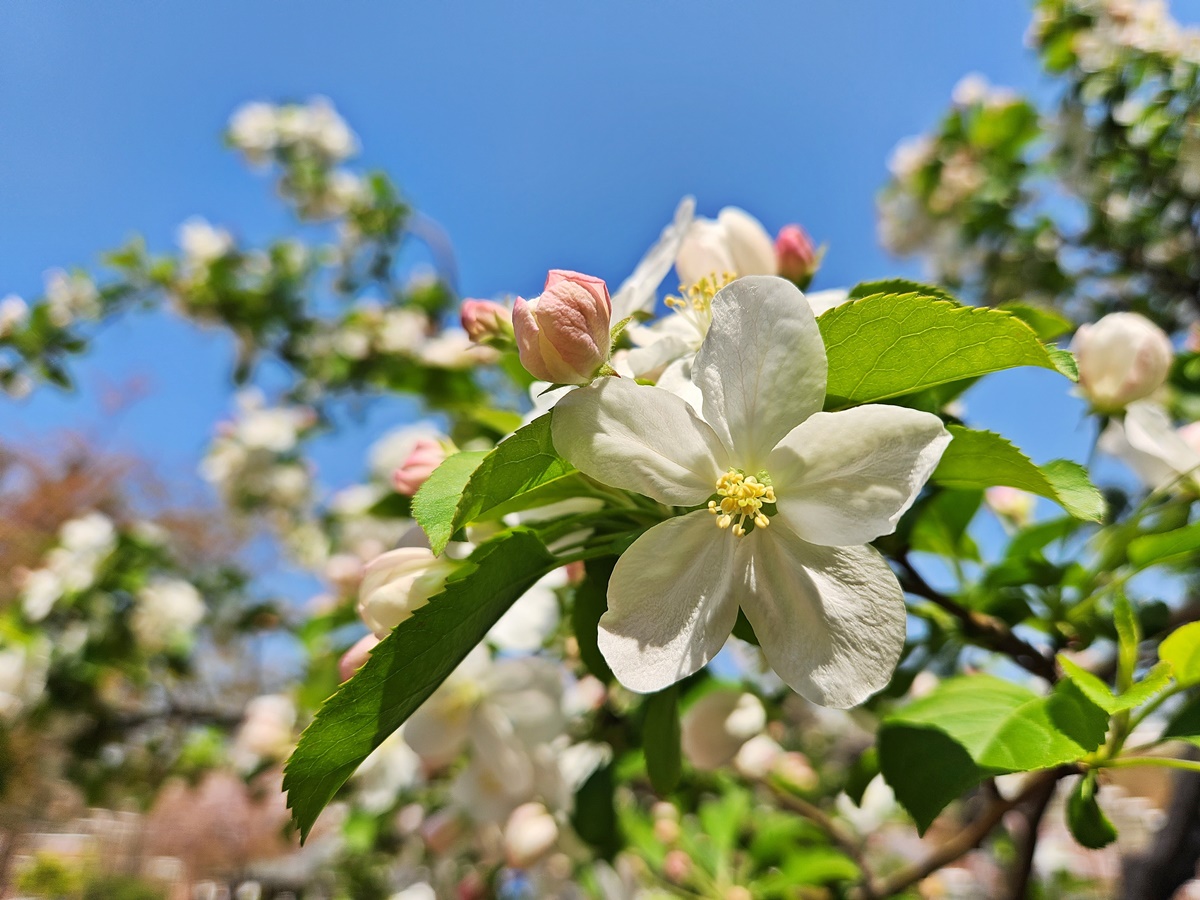 꽃사과나무
