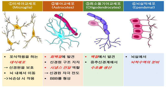 신경교세포 사진