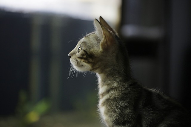 cat