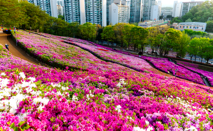 군포시 철쭉동산