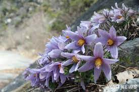 제 18회 동강 할미꽃 축제 기본 일정과 프로그램 소개