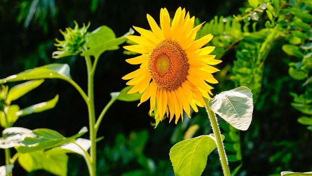 태백 해바라기 축제