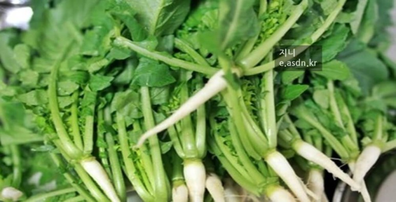 열무 효능 9가지와 부작용 총정리
