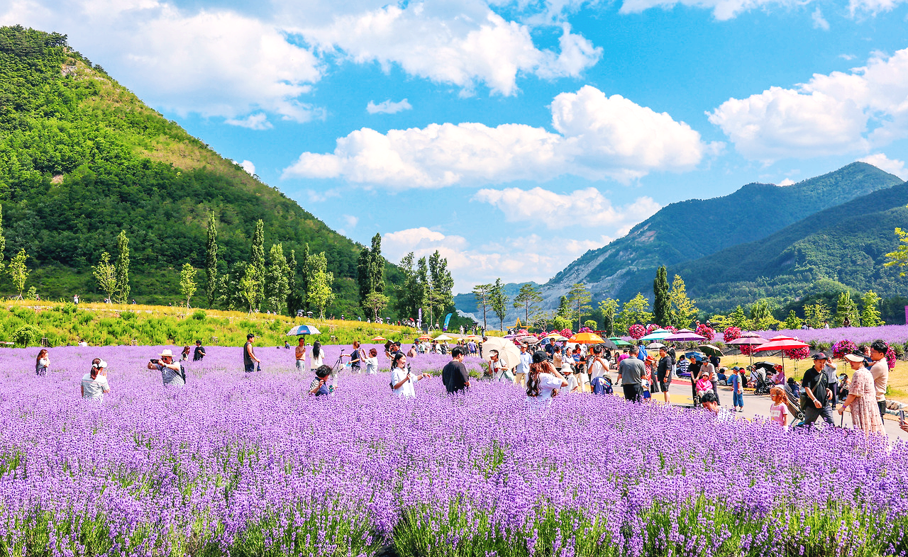 무릉별유천지 라벤더