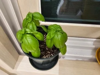 바질 키우기 물주기 수확시기 가지치기 향 유지 실내 허브 가이드_11