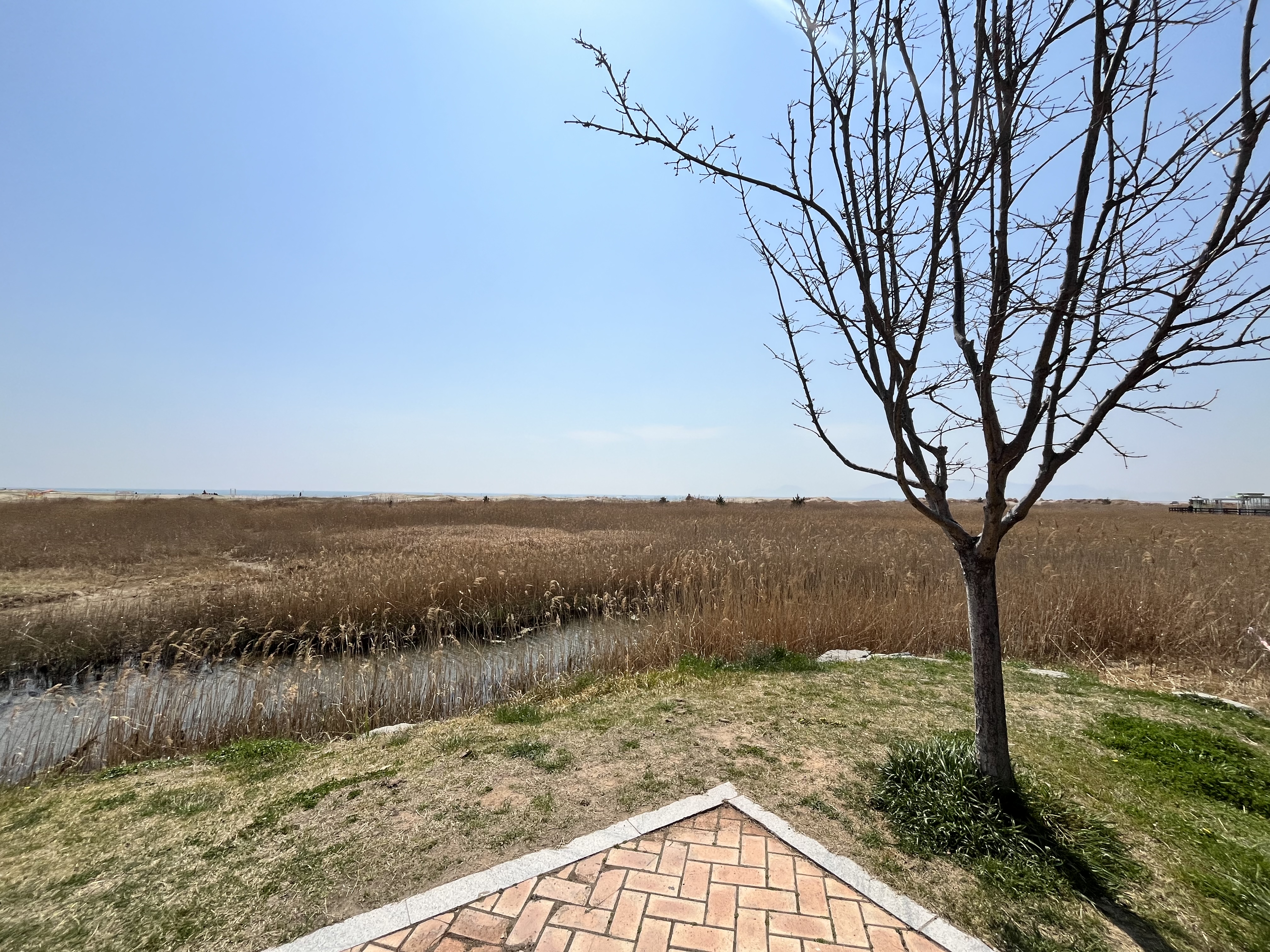 다대포 갈대밭 사진