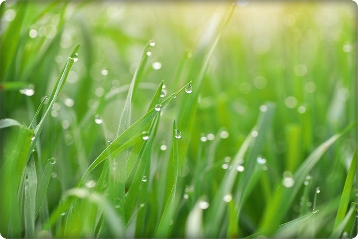 곡우 봄차의 계절 봄차의 효능과 추천 잎차 BEST 5