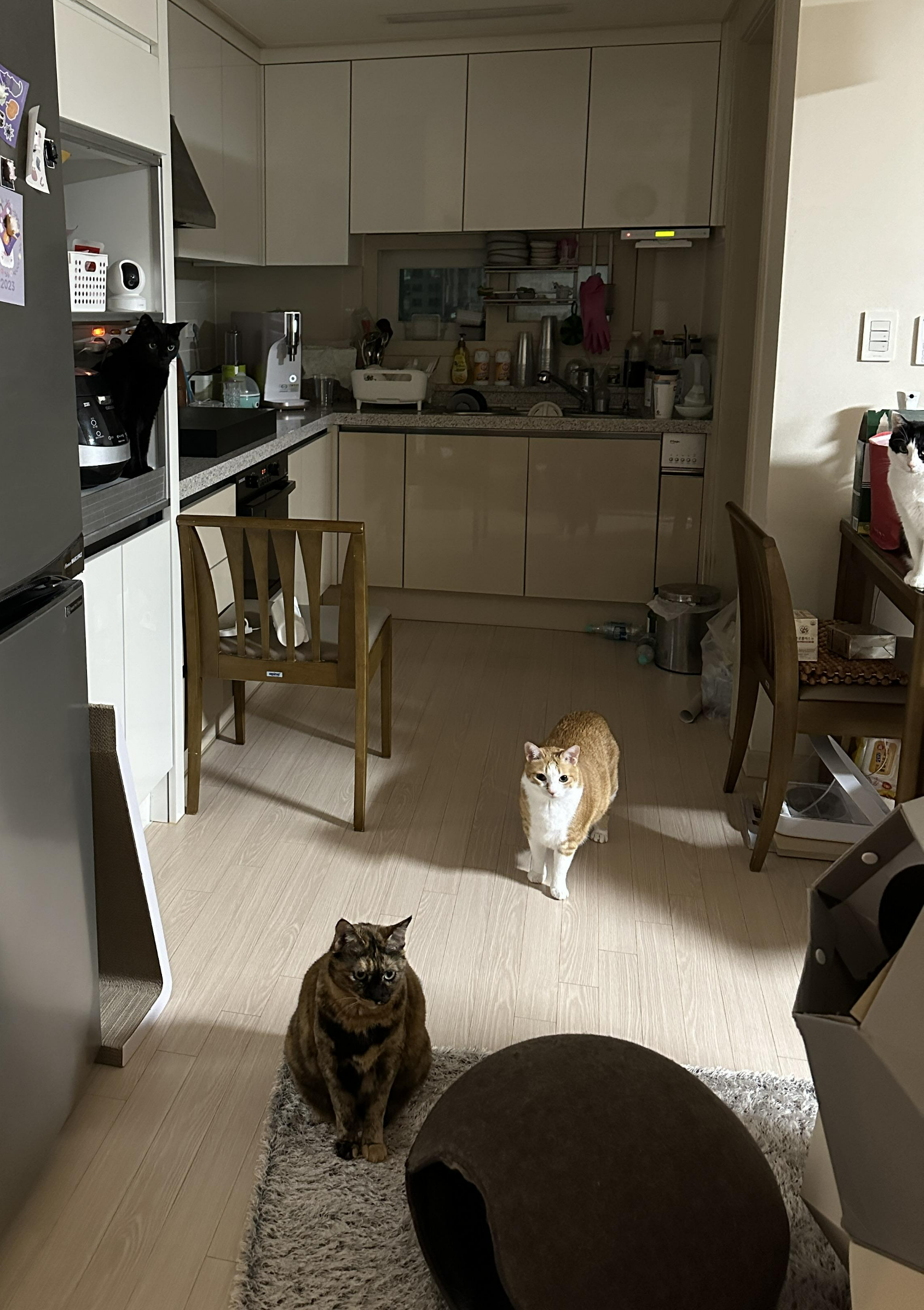 건이_소리에_모여드는_고양이들