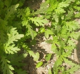 쑥갓의 효능 부작용 고르는법 칼로리 꽃