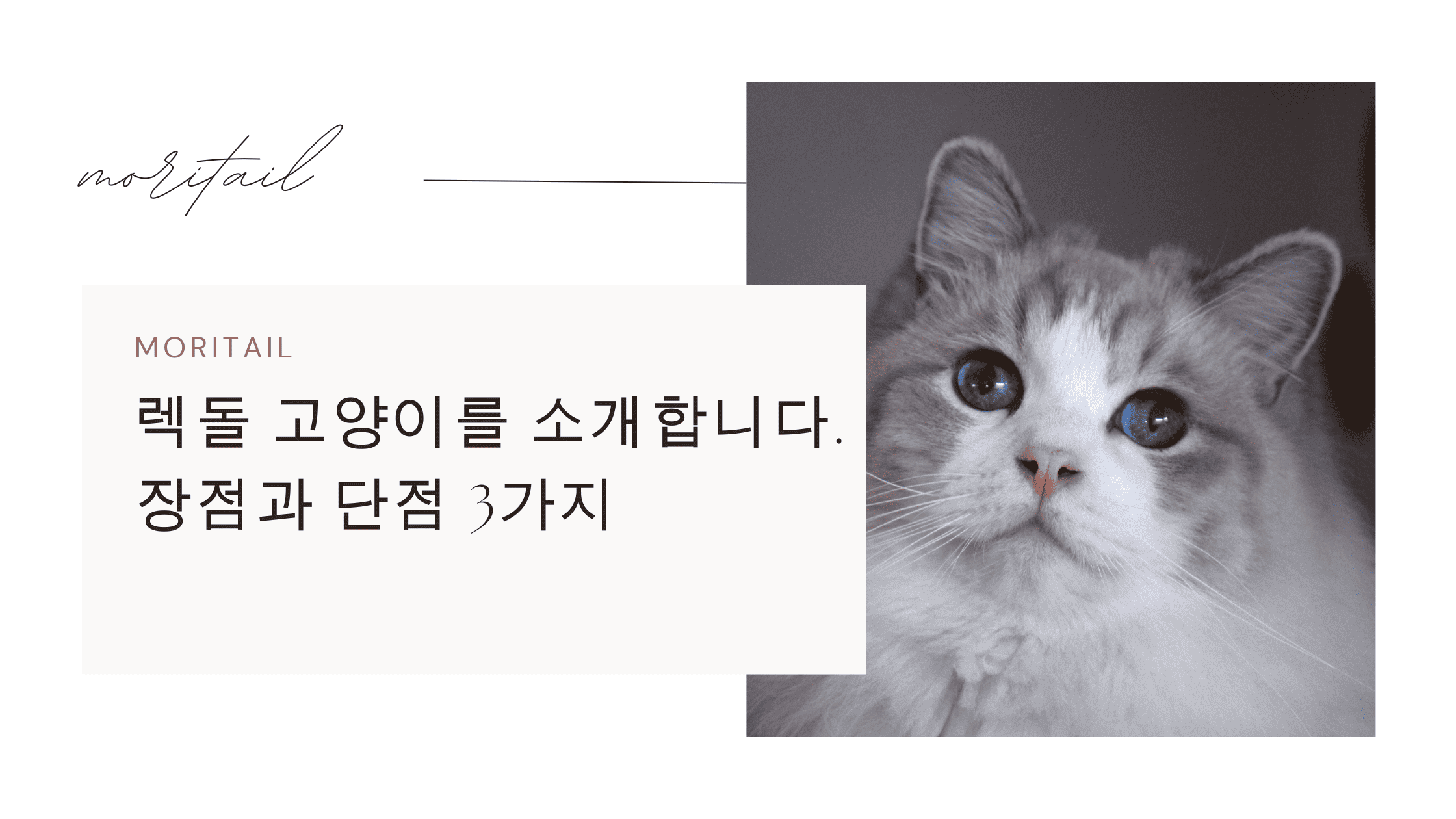 렉돌 고양이를 소개합니다. 장점과 단점 3가지