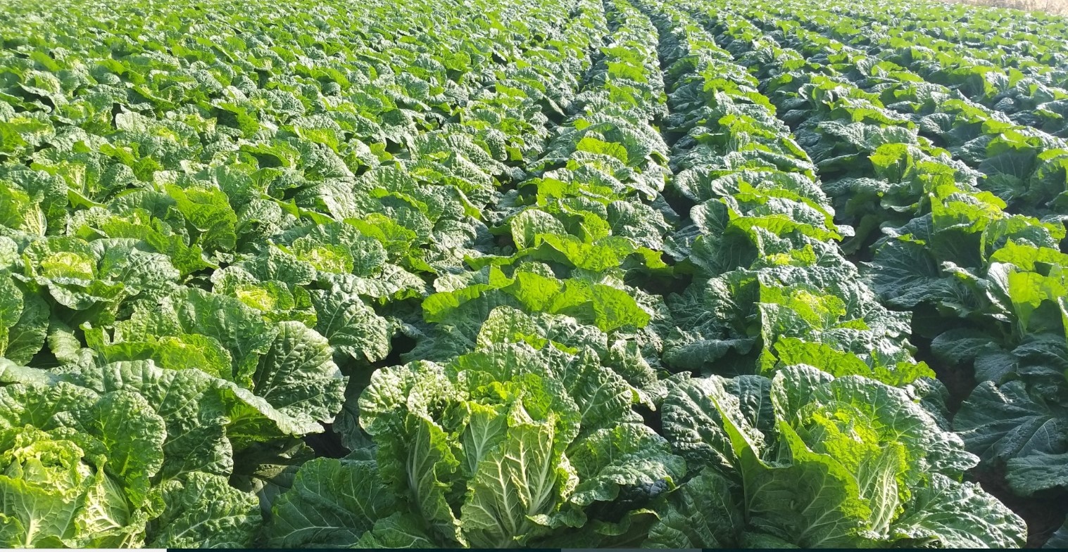 강원도 고랭지 절임배추 주문 