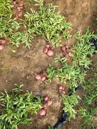 감자 수확시기 심는시기 효능 6월제철음식_16