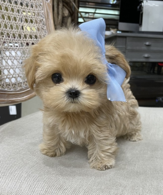 말티푸 콩이
