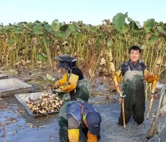 연근 재배 연못 재배 물 수위 관리 비료 주기_32