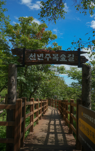 평창 가볼만한 곳 발왕산 케이블카 스카이워크