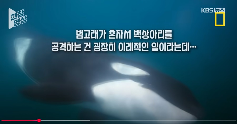 상어 잡아먹는 고래의 첫 포착