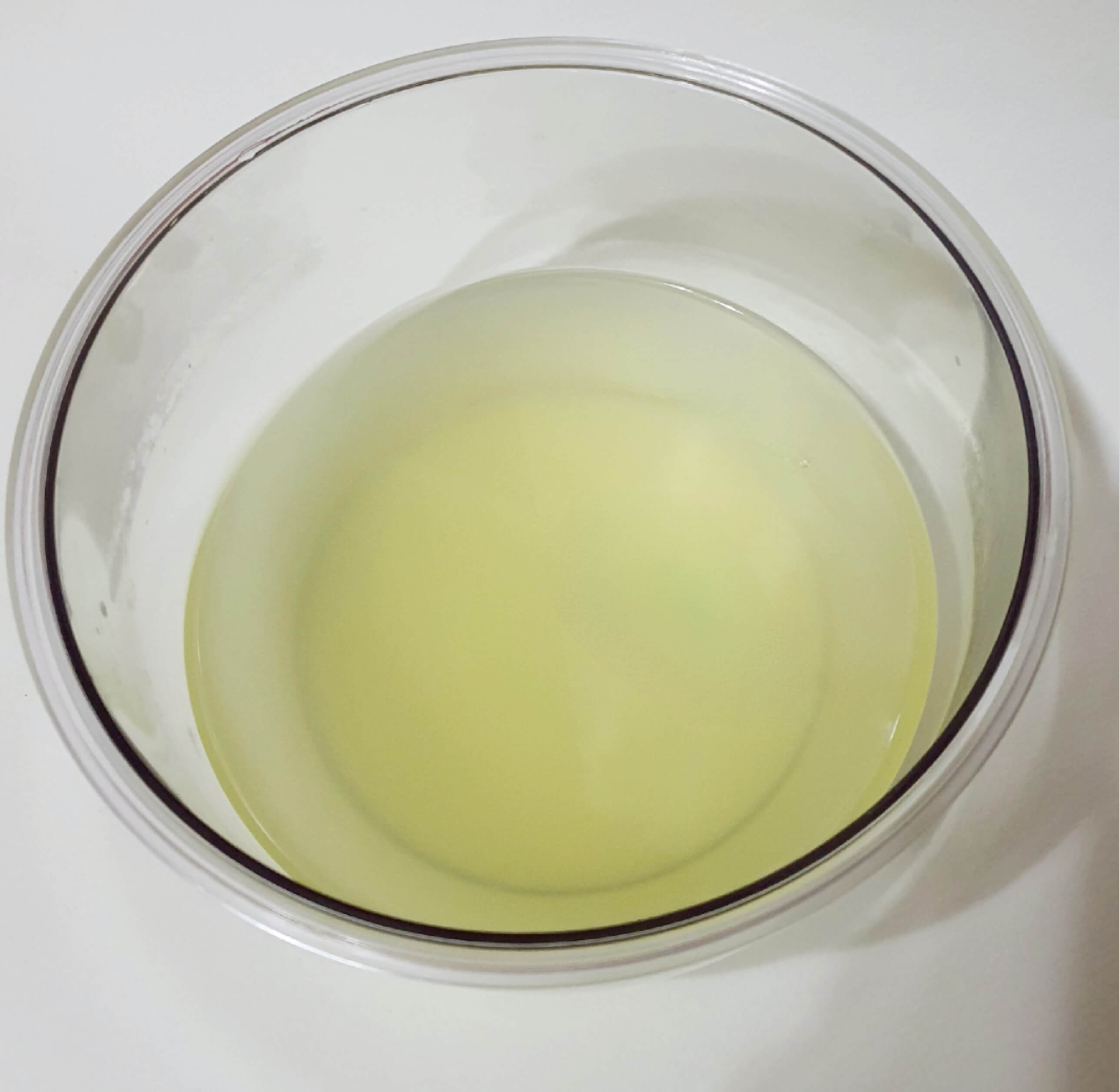 요거트 만들기- 12시간 경과 후