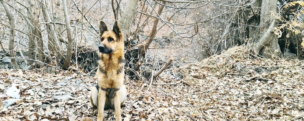 새끼 강아지 목욕 18