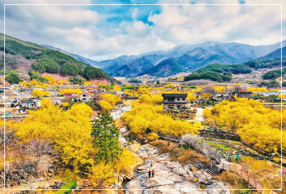 구례산수유꽃축제, 노란 물결이 출렁이는 봄 여행!