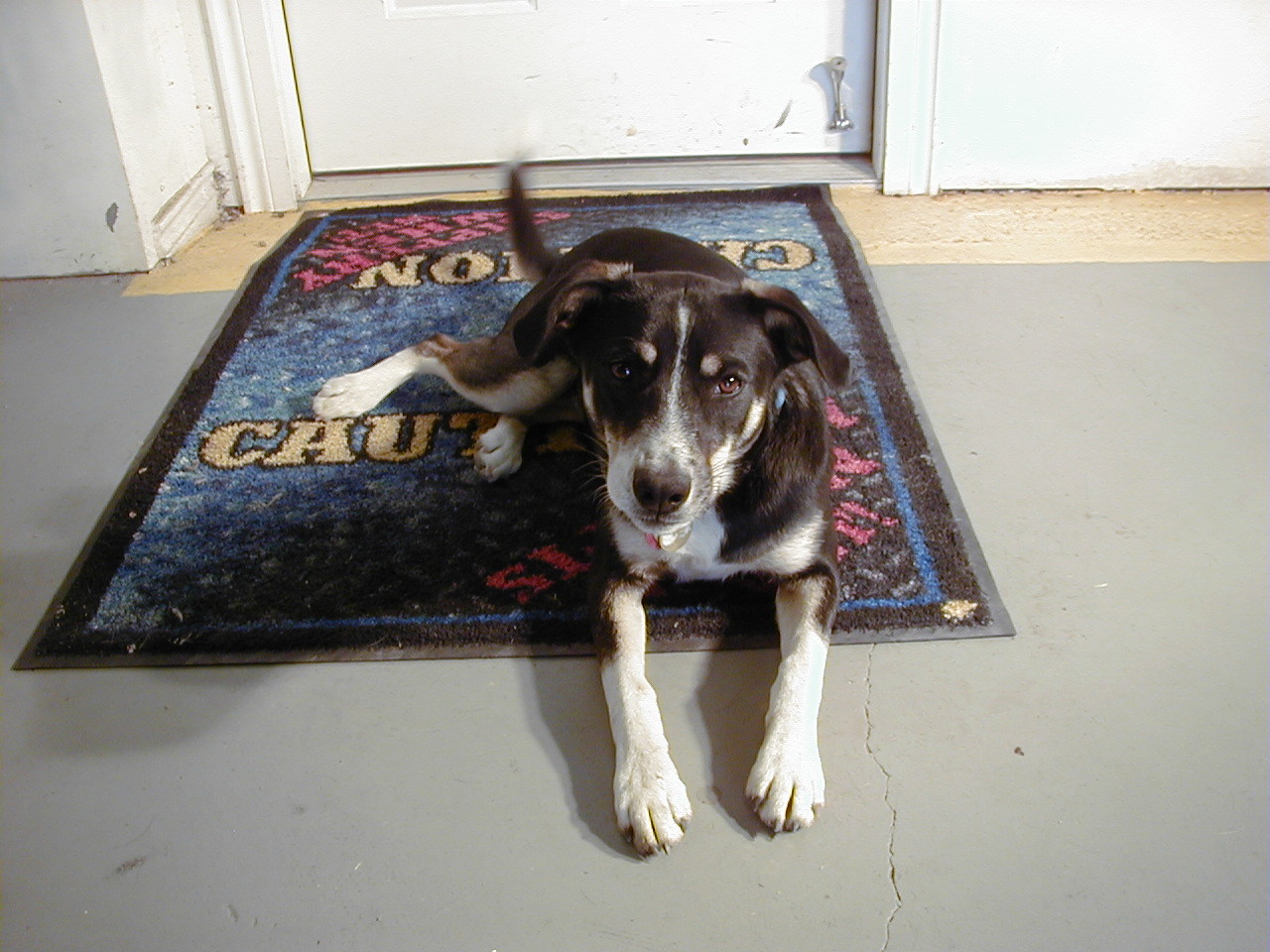 음악듣는 강아지 사진