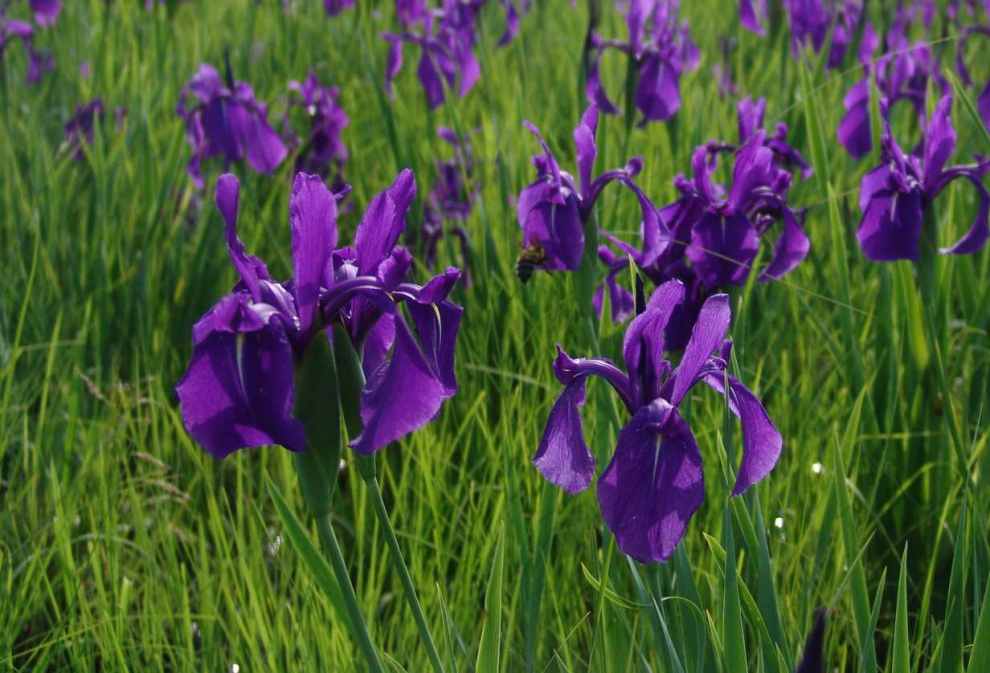 서울창포원 사계축제 꽃 기억해