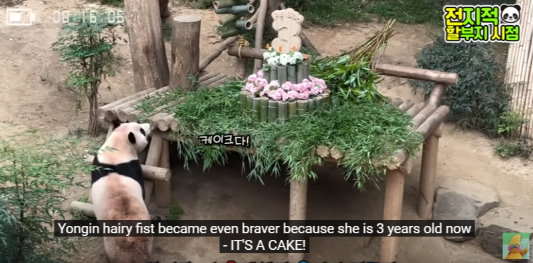 푸바오 생일잔치 판다 번식기