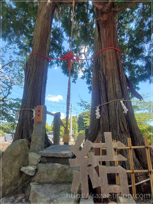 타케오신사 부부삼나무