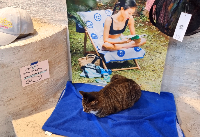 제주도 소길별하 마스코드 고양이인 "기리" 흑색 줄무늬가 인상적이고 얌전한 고양이