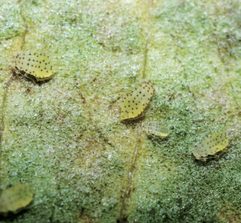 배롱나무알락진딧물 약충