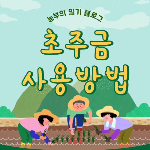 초주금 골드 사용법,구매처