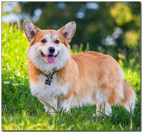 웰시코기 펨브로크